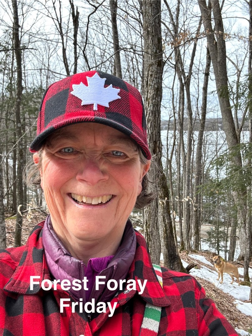 Forest on Friday | 100DayProject Day&nbsp;34