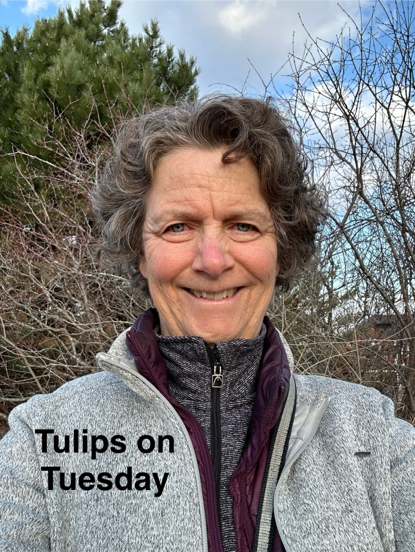 Tulips on Tuesday | 100DayProject Day&nbsp;52